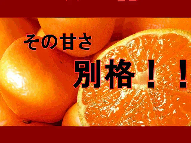 しおみかん  5kg みかん 熊本産 訳あり ご家庭用 80サイズ