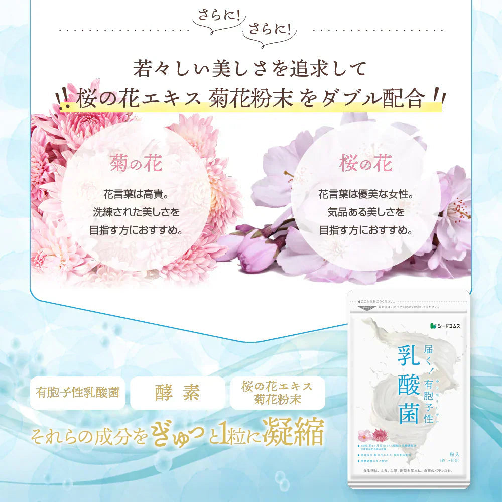 乳酸菌《約3ヶ月分》有胞子性乳酸菌ソフトカプセル/ 乳酸菌 高配合 サプリ 桜の花エキス
