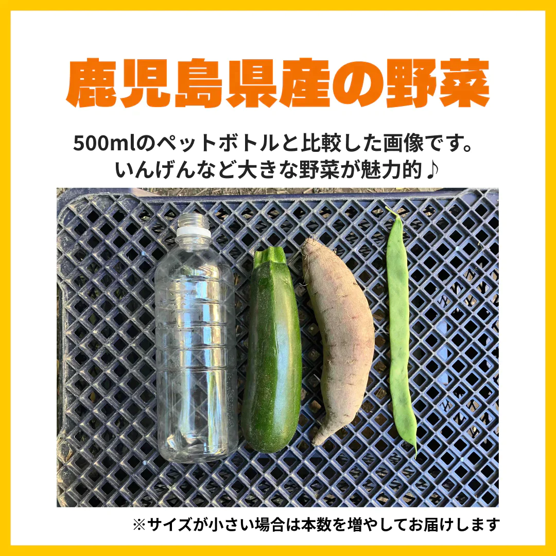 〔合計2kg〕野菜セット (ジャンボいんげん500g+ズッキーニ500g(2本)＋さつまいも(1kg3-5本) 鹿児島県産