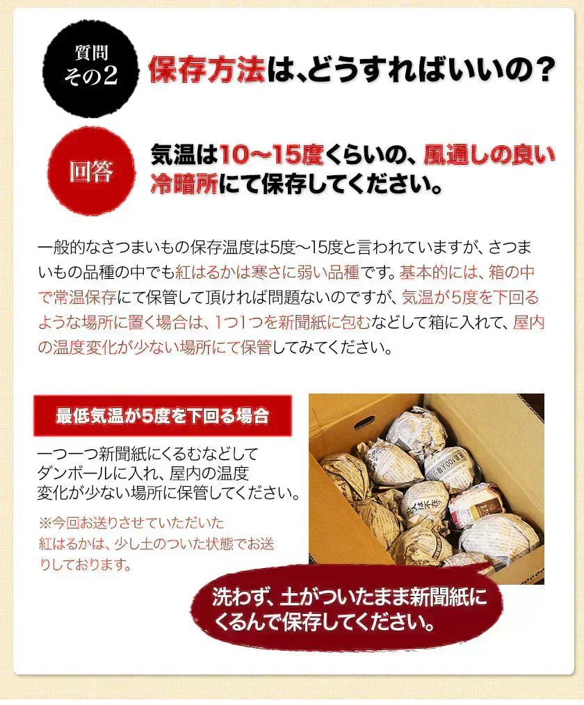 さつまいも 紅はるか べにはるか 1.5kg 送料無料 芋 熊本県産 スイーツ お取り寄せ 《7-14営業日以内に発送予定》