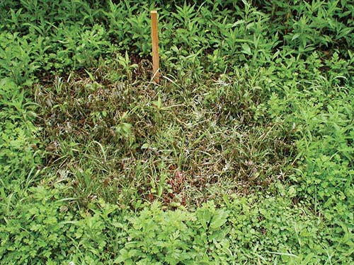 2個セット 除草剤 強力 業務用 1kg 粉末 顆粒 ネコソギ 根枯らし剤 安全 最強 速効 芝生 ゴルフ場 駐車場 お墓 墓参り ペット 雑草対策 / 根こそぎ 枯れ～る～