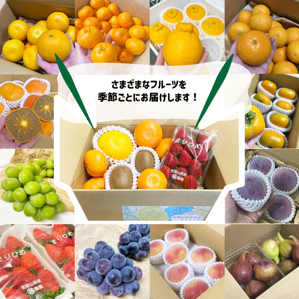 国産 フルーツ詰め合わせ ３種類以上 旬フルーツ 和歌山県産 詰め合わせ セット ギフト 贈答