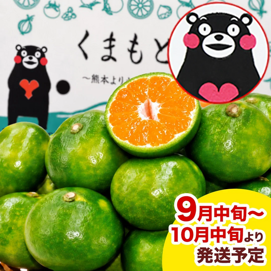 産地直送 熊本県産 みかん 訳あり小玉みかん 12kg 熊本ミカン 小玉 不選別 規格外 果物 柑橘 九州 訳アリ 蜜柑 みかん 《9月中旬－10月中旬頃より出荷予定》
