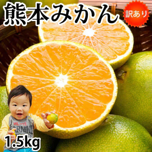 【10月上旬～中旬頃より順次出荷】みかん 訳あり 送料無料 1.5kg  熊本みかん 熊本県産 極早生みかん 蜜柑 ミカン