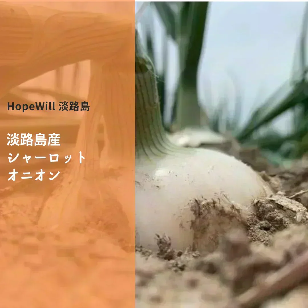 訳あり新玉ねぎ5kg🧅シャーロットオニオン　今が旬 淡路島極熟玉葱 送料無料 たまねぎ タマネギ