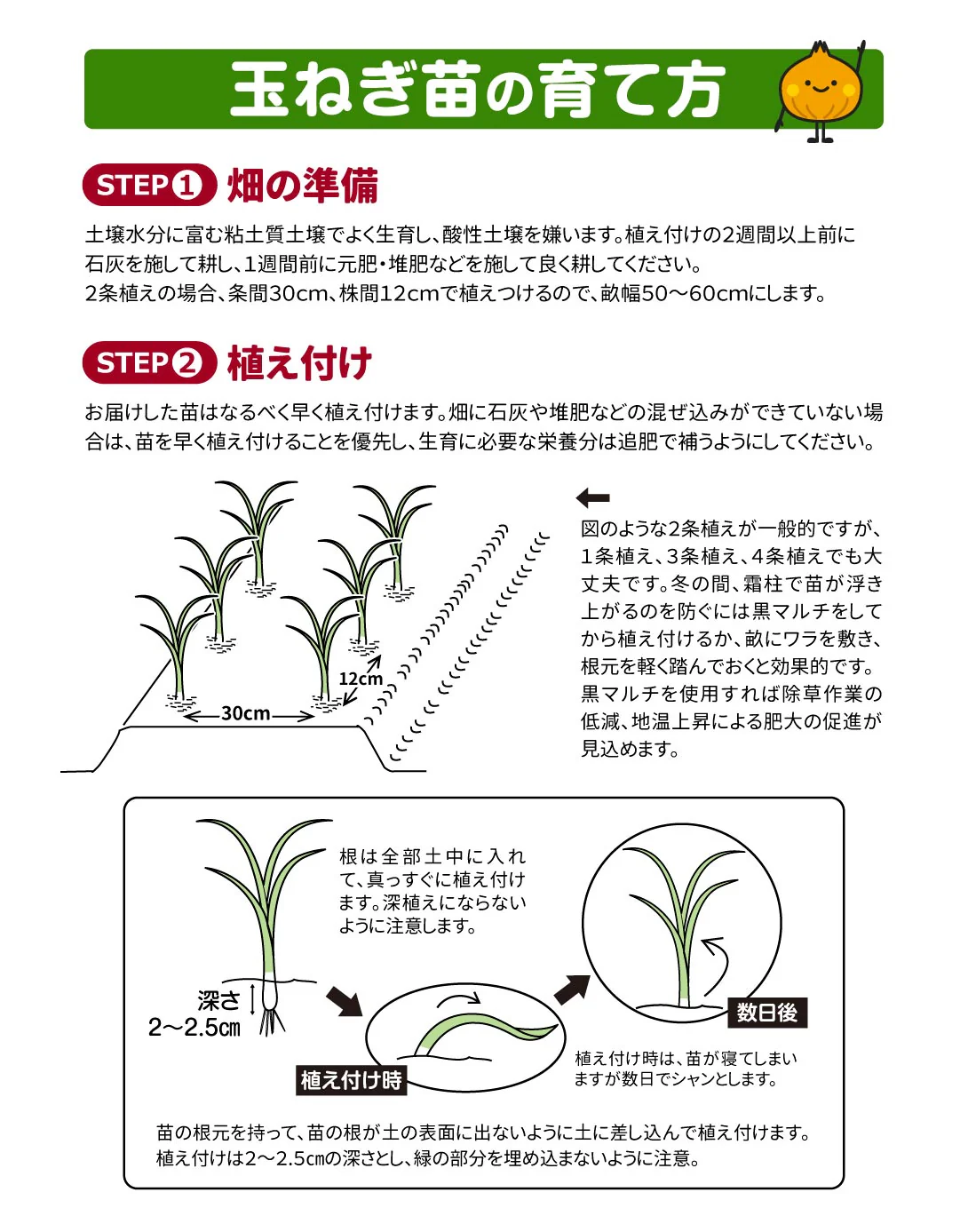 玉ねぎ苗（超極早生）甘早果 あすか 50本