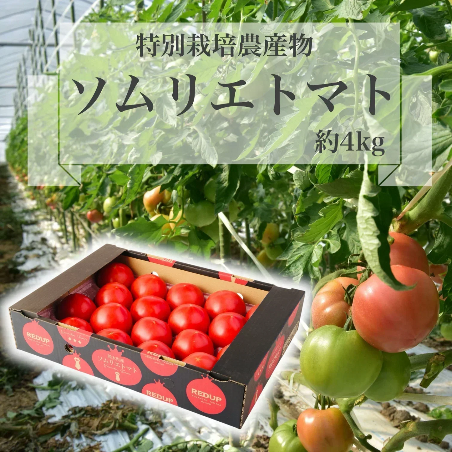 【特別栽培農産物】送料無料 受賞歴３回！ ソムリエ トマト ４～５ｋｇ（１８～２８玉）