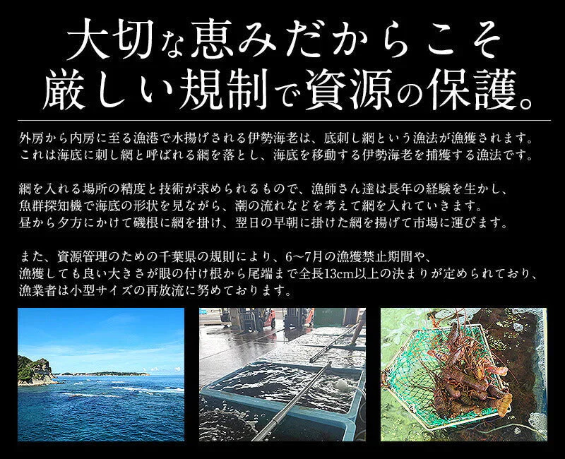 伊勢海老 千葉県産 外房イセエビ 小サイズ×4〜5尾 刺身 冷凍 伊勢エビ 伊勢えび えび エビ 海鮮 魚介 プリプリ 濃厚 グルメ 贈り物 ［送料無料］ 母の日 プレゼント ギフト  母の日思いの 健康 実用的 父の日 子供 孫
