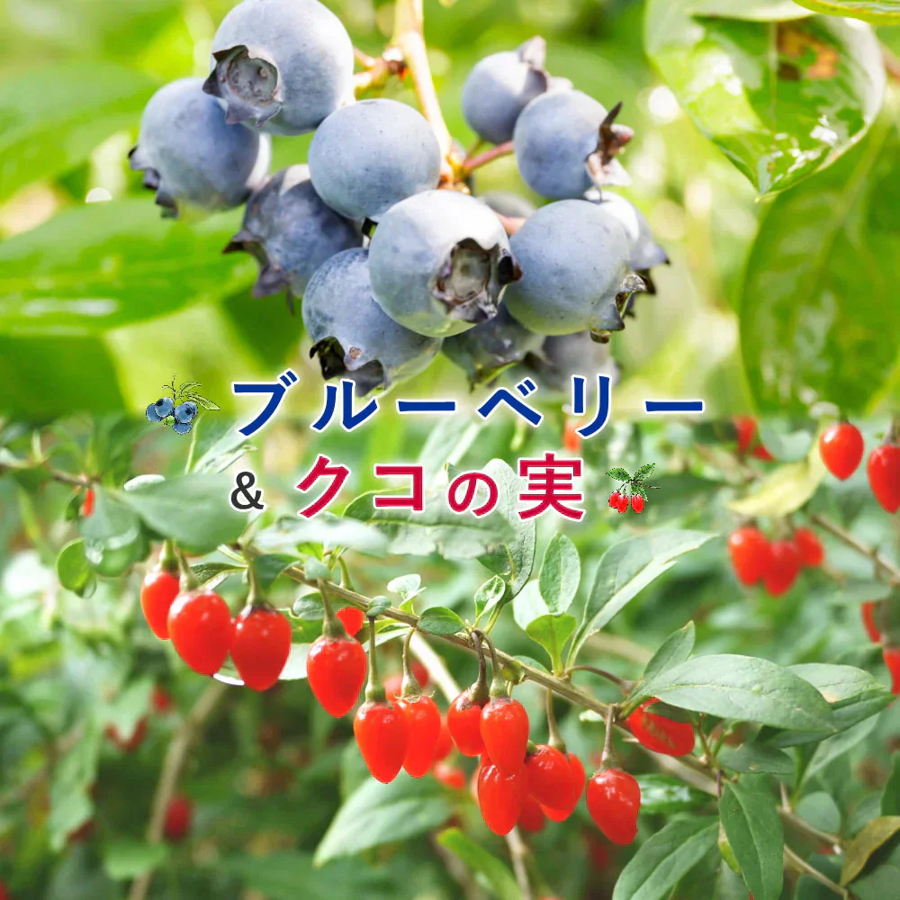 冷凍フルーツ詰合せ 冷凍ブルーベリー（800g）冷凍クコの実（100g）セット　ジャム、スムージ、ヨーグトやアイスのトッピング