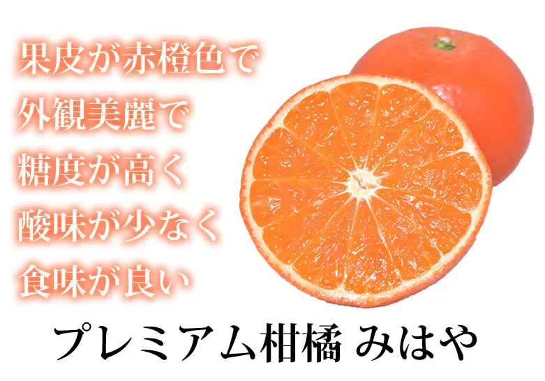 みはや みかん 送料無料 秀品 2kg 希少品種 美早 熊本県産 蜜柑 早生みかん ミカン