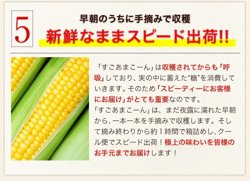 【TVで紹介】とうもろこし 卯野農場 すごあまこーん 12本入り 【3L~Lサイズ / 約3.6kg-4.8kg前後】  朝採り スイートコーン 《7-14営業日以内に発送予定（土日祝除く）》