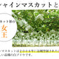 【7月下旬～8月上旬頃より順次出荷】シャインマスカット ぶどう 送料無料 1kg 2〜3房 九州産 マスカット 葡萄 ブドウ