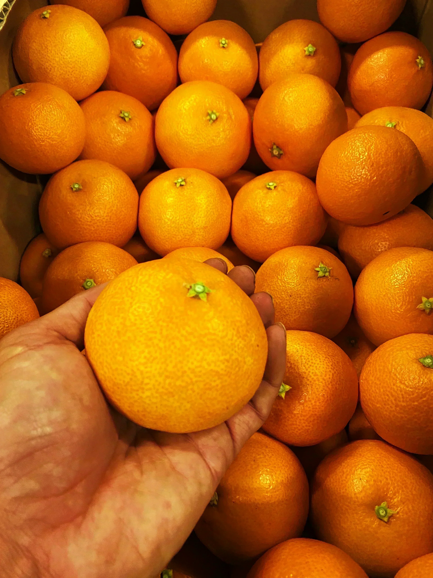 愛媛の高級柑橘　本場！愛媛のまどんな　ご自宅用　2ｋｇ(箱代込み）