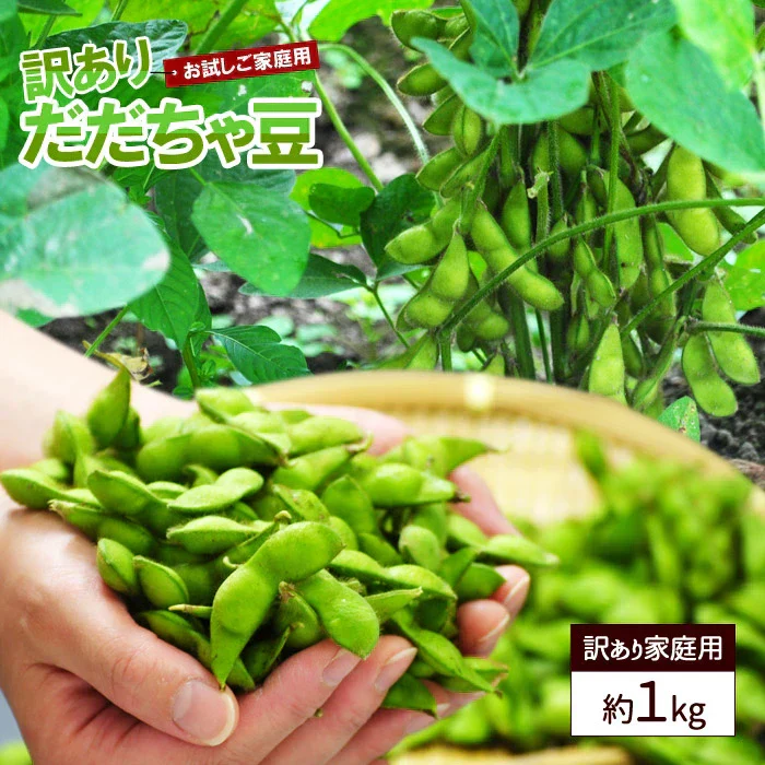 【8月中旬-9月上旬頃発送】訳あり 枝豆 だだちゃ豆 約1kg ご家庭用 えだまめ エダマメ まめ マメ 産地直送 冷蔵便
