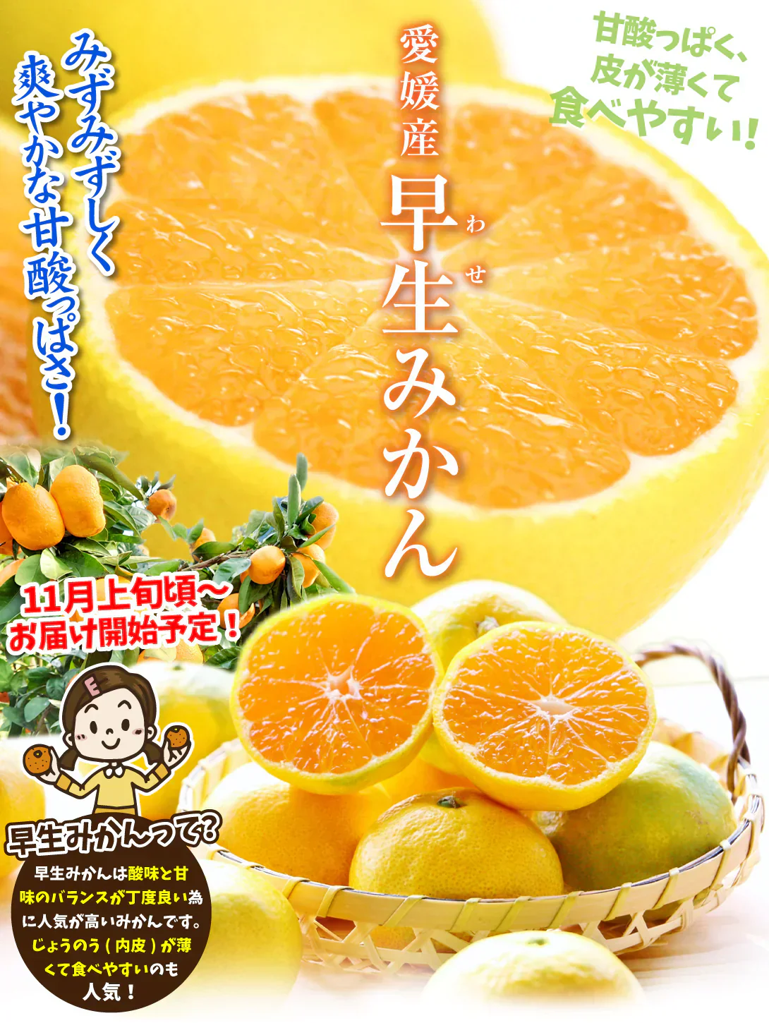 みかん　愛媛産　10kg　早生　サイズおまかせ　ご家庭用