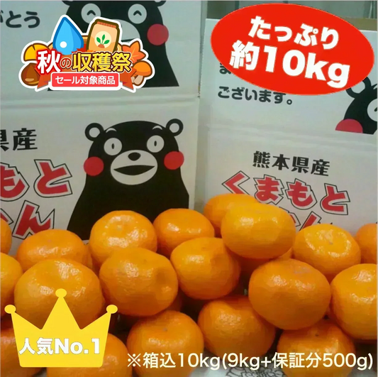 熊本産 みかん 訳あり 約10kg（箱込10kg 9kg+保証分500g）ご家庭用 送料無料 【10月中旬～11月下旬頃発送予定】