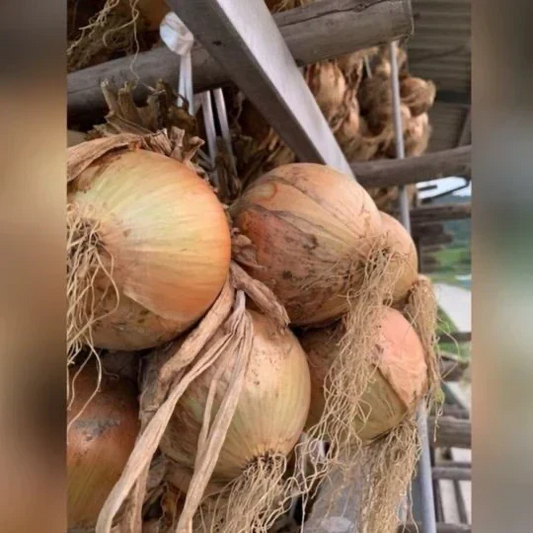 訳あり玉ねぎ5kg🧅シャーロットオニオン🧅淡路島極熟玉葱🧅送料無料 たまねぎ タマネギ【フレッシュセール】