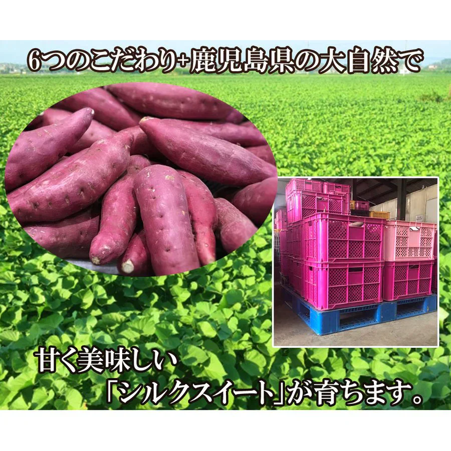 シルクスイート さつまいも 5kg 産地直送 産直 土付き さつま芋 薩摩芋 焼きいも 焼き芋 鹿児島県産 FJK-001