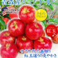 ジョナゴールド 青森産 11玉 化粧箱入り（発送予定:9月上旬より）
