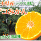 デコポン 同品種 デコみかん 訳あり 送料無料 ハウス栽培 1.5kg みかん 熊本県産 不知火 ミカン 蜜柑