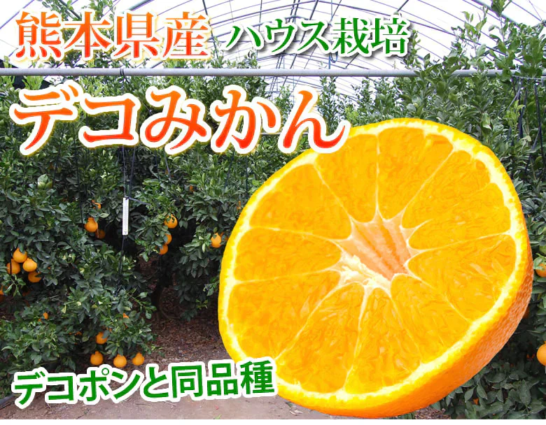 デコポン 同品種 デコみかん 訳あり 送料無料 ハウス栽培 1.5kg みかん 熊本県産 不知火 ミカン 蜜柑