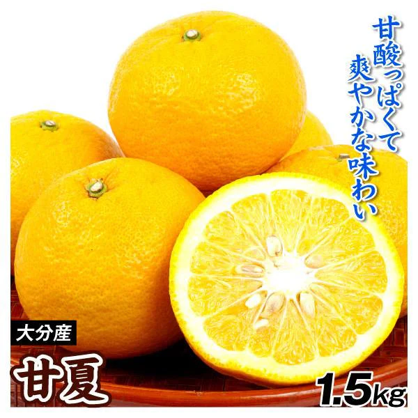 みかん　大分産　甘夏　1.5kg　ご家庭用（発送予定：2025年3月下旬より）
