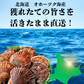 北海道産 活ホタテ3㎏ 殻付きホタテ お刺身にもBBQにも