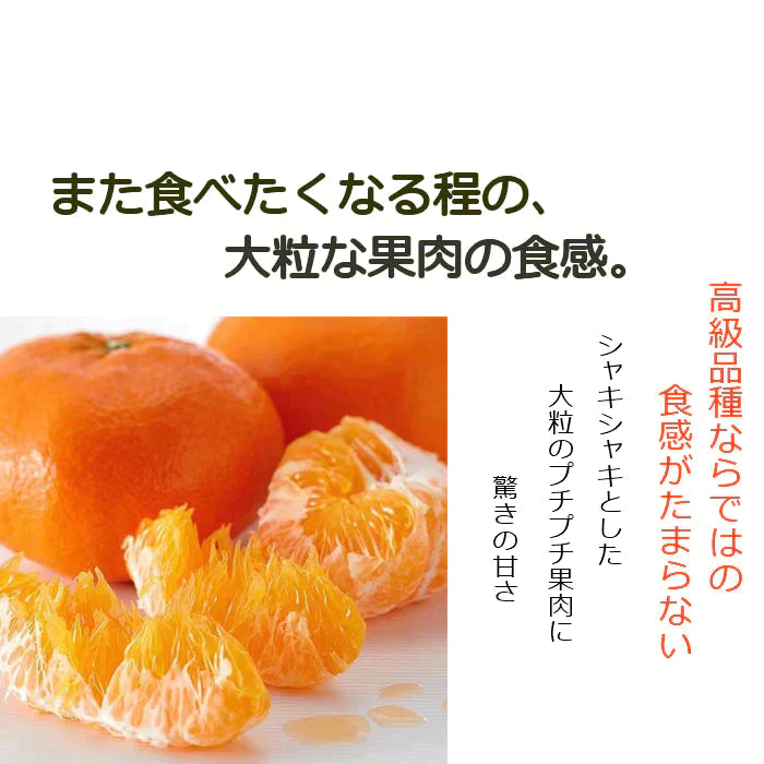 愛媛産 甘平 わけあり 2.5キロ サイズおまかせ みかん【3月上旬順次配送】