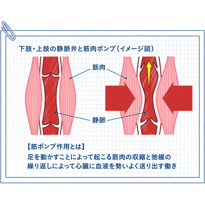 スリムウォーク認定販売店【メディカルリンパ（ストッキング）（MLサイズ）】おそと用 血行促進 着圧 美脚 ピップ むくみ