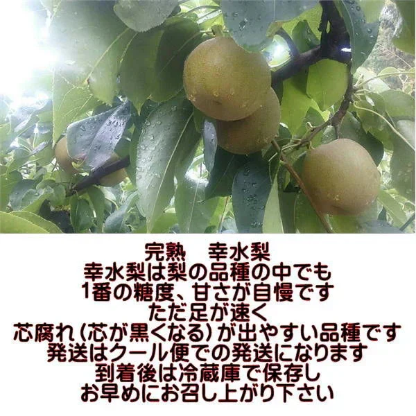 完熟 幸水 梨 訳あり 熊本産 箱込5kg (約8～24玉)【クール便発送】【7月下旬より発送】