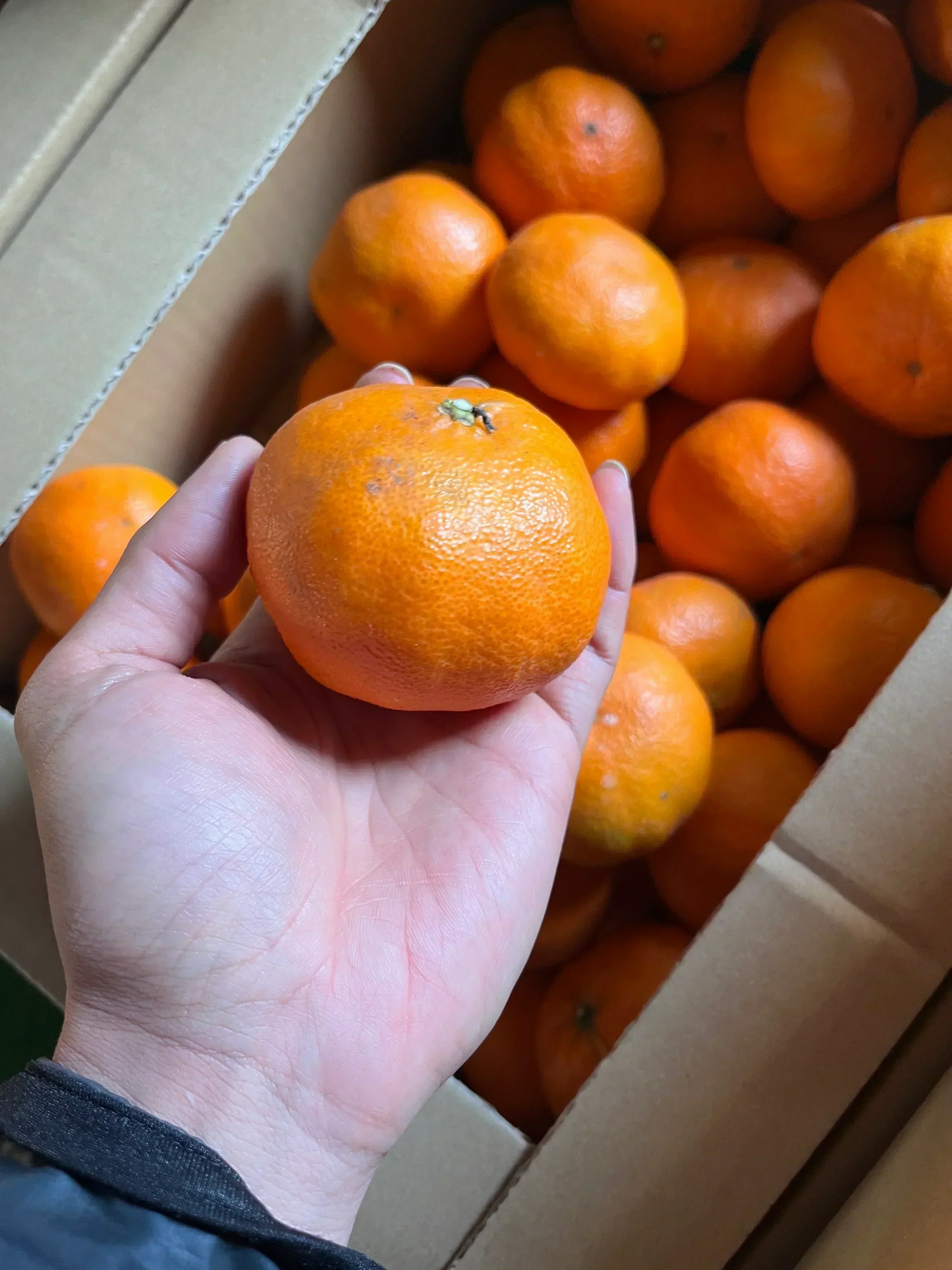 ご家庭用　愛媛県　お試し　甘平S～2Lサイズ　2kg