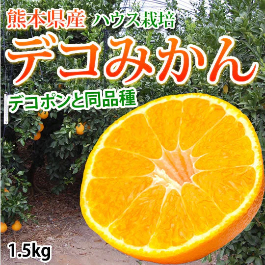 デコポン 同品種 デコみかん 訳あり 送料無料 ハウス栽培 1.5kg みかん 熊本県産 不知火 ミカン 蜜柑