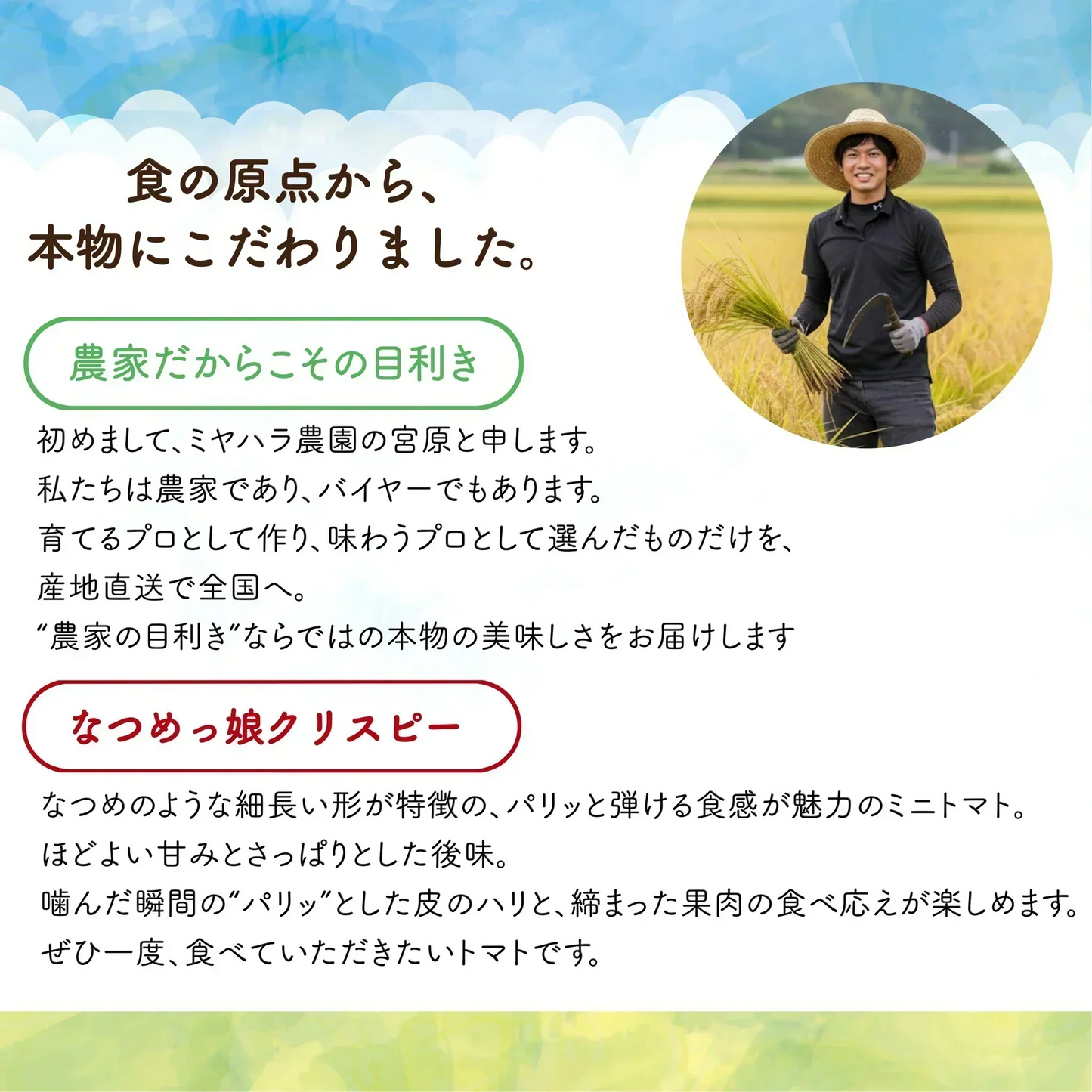 《新感覚トマト》【12月〜1月末日までに発送】【予約】約400g ＼サクサク食感で新感覚！／なつめっ娘クリスピートマト(230~250g+保証分150g)日本一の産地から農家直送 熊本県産 ミニトマト 野菜 青果 フルーツ【カウシェファーム収穫対象商品】