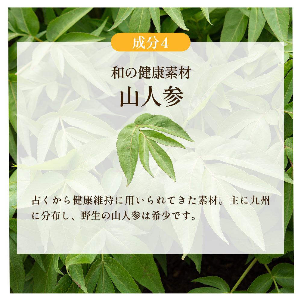 黒生姜入り　にんにく卵黄＋山人参カプセル《約1ヶ月分》生姜/にんにく卵黄サプリ/にんにくサプリ