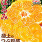 みかん　大分産　はるみ　1.5kg　ご家庭用（発送予定：2025年3月中旬より）