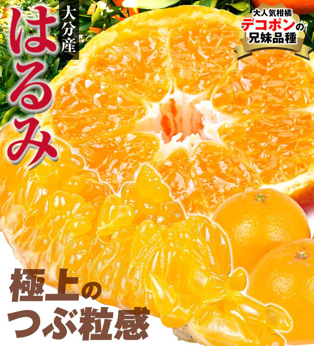みかん　大分産　はるみ　1.5kg　ご家庭用（発送予定：2025年3月中旬より）