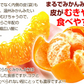 みかん　大分産　ポンカン　1.5kg　ご家庭用（発送予定：2025年1月下旬より）