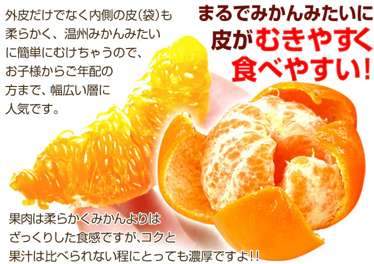 みかん　大分産　ポンカン　1.5kg　ご家庭用（発送予定：2025年1月下旬より）