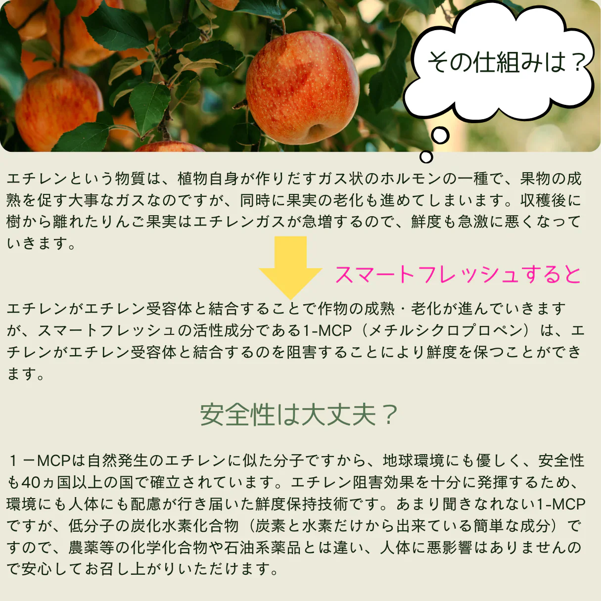 クール便　青森県産　訳あり　りんご　スマートフレッシュ！　ご家庭用　有袋ふじ　５ｋｇ　パック詰め　送料無料！