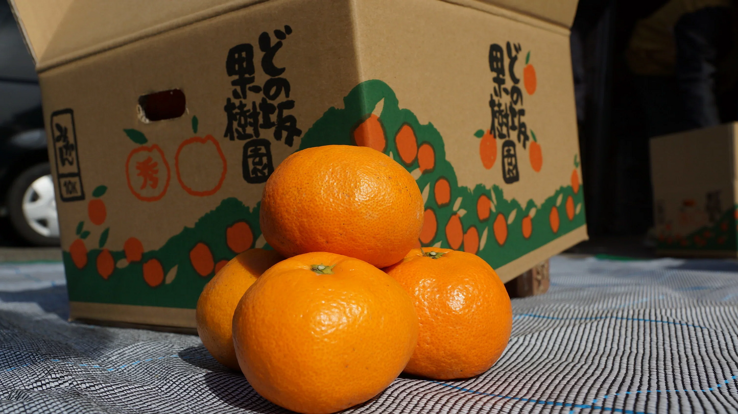 ミカン５ｋｇ