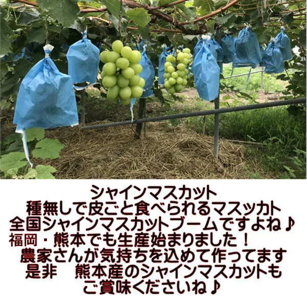 【クール便発送】シャインマスカット 約2kg(2〜6房) 熊本産・福岡・大分産  80サイズ
