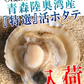 青森 活ほたて 殻付き 中大2キロ（約12枚～18枚）【冷蔵便】 養殖　奇跡の海『むつ湾』からホタテ漁師が贈る逸品