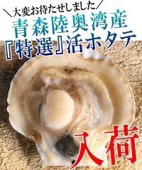 青森 活ほたて 殻付き 中大2キロ（約12枚～18枚）【冷蔵便】 養殖　奇跡の海『むつ湾』からホタテ漁師が贈る逸品