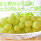 【9月上旬～中旬頃より順次出荷】ロザリオビアンコ ぶどう 送料無料 2kg 3～5房 〈クール便でお届け〉 福岡・熊本県産 シャインマスカット 葡萄 ブドウ