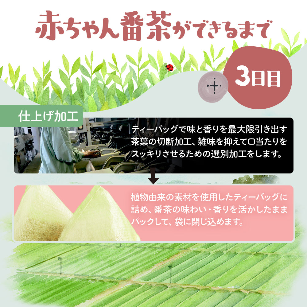太陽さんさん 赤ちゃん番茶 ティーバッグ 5ｇ×50個入 ノンカフェイン ほうじ茶 マタニティ  水出し お茶 妊婦 カフェインフリー 赤ちゃん お茶 ティーパック 飲料 ベビー飲料 妊婦 妊娠 ママ 送料無料 パック