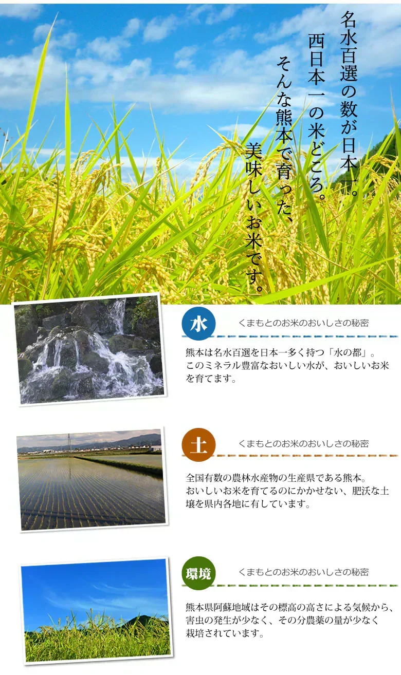 米 くまさんの輝き 【無洗米300g】 白米 送料無料  お試し 令和7年産 熊本県産 お米 白米 玄米 コシヒカリ ヒノヒカリ 森のくまさん