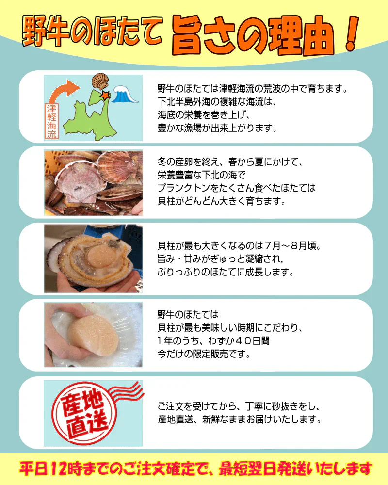 8月中旬まで限定販売　青森県野牛産　活ほたて　大サイズ　5キロ　むきへら付き