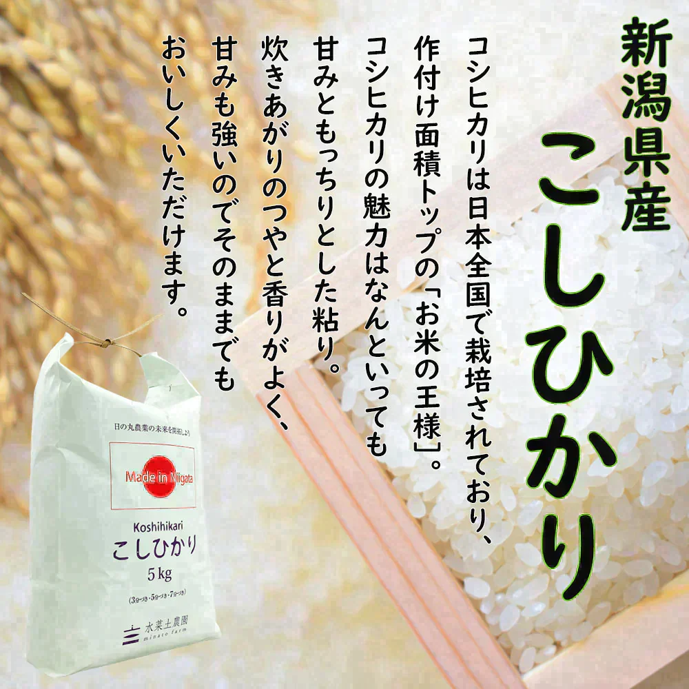 【精米セット】山形県産 つや姫 5kg & 新潟県産 こしひかり 5kg 令和5年産【古代米プレゼント付き】