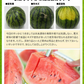 大玉 すいか  6kg以上 熊本県産 送料無料 スイカ 訳あり ジャンボスイカ   熊本 旬 の 果物 夏 キャンプ 家庭用 自家用 フルーツ 果物 甘い《7-14営業日以内に発送予定（土日祝除く）》