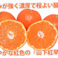 【11月下旬～12月上旬頃より順次出荷】山下紅早生 みかん 幻のみかん 送料無料 秀品 2.5kg 希少品種 熊本県産  蜜柑 早生みかん ミカン